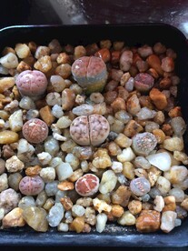生石花