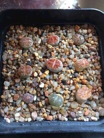 生石花