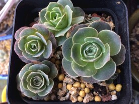 耶罗玫瑰