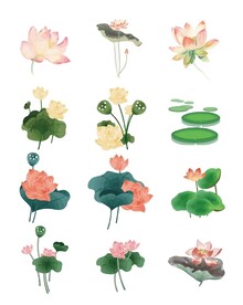 荷花