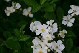 野蔷薇
