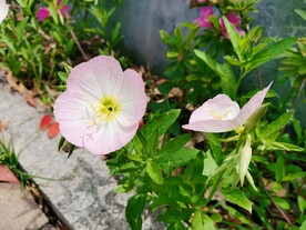 春天花卉风景淡粉花 
