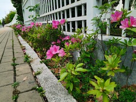 春天花卉风景栅栏