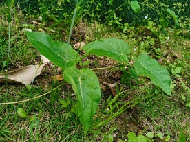 苏州野外小草