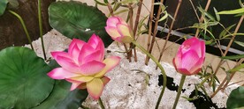 荷花装饰