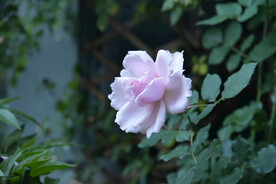 月季花