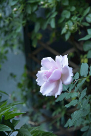 月季花