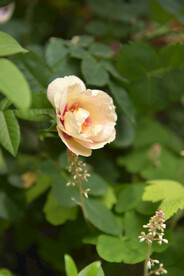 月季花