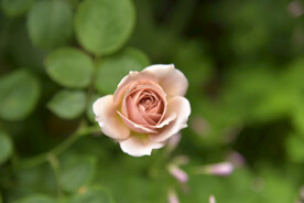 月季花