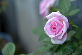 月季花