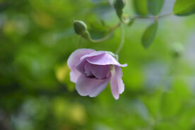 月季花