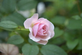 月季花