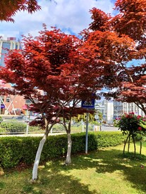 树