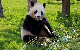 大熊猫