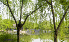 绿柳掩映的小桥