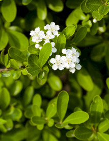 白花