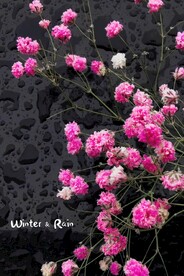 雨后蔷薇花