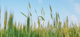 5月的麦穗