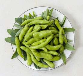 蚕豆超高清大图