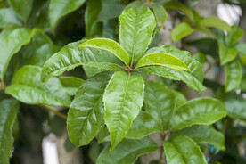 桂花树叶片高清大图