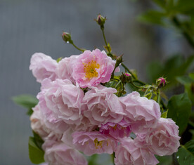 蔷薇花