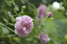 月季花