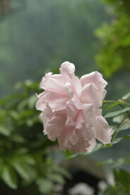 月季花
