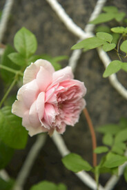 月季花