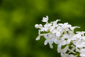 桌面素材 丁香花开