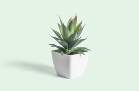 绿色芦荟盆栽植物