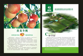 桃子单页设计 