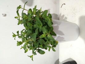 薄荷