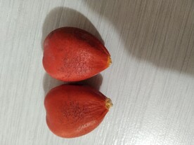 铁树结果