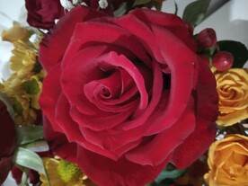 玫瑰花