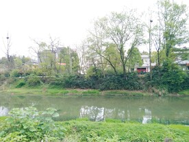 河边绿植