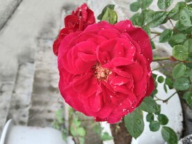 鲜花月季