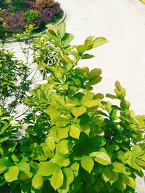 绿枝