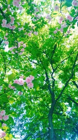 樱花树下