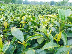绿茶