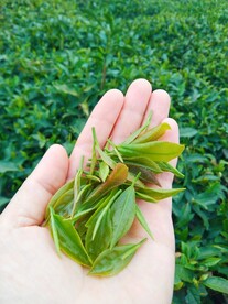 茶叶