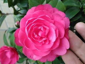 粉花朵
