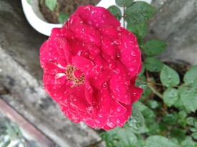 露珠月季