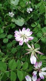 草籽花