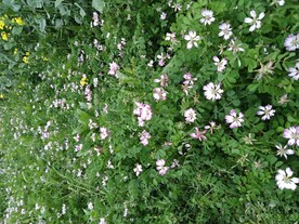 草籽花从