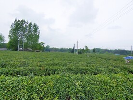 茶园风光