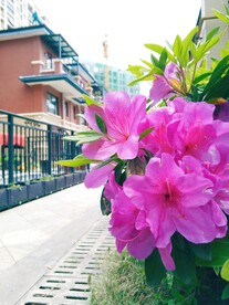 杜鹃花