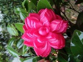 茶花鲜花