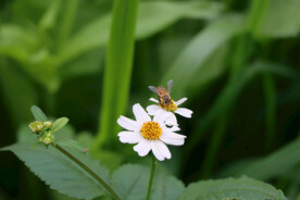 菊花花和蜜蜂