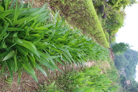 一排绿色植物
