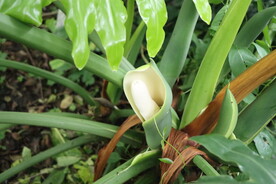 春羽开花